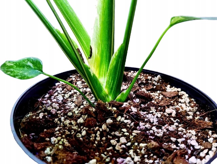 15L Lekkie podłoże PREMIUM do monster itp BIGOS ziemia do roślin MIX