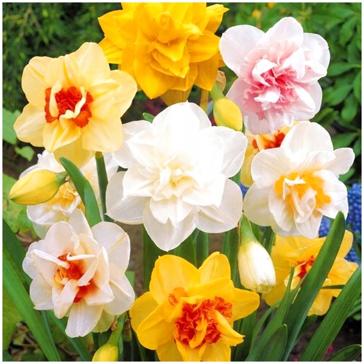 NARCYZ pełny cebulki DOUBLE MIXED pełne kwiaty 20 szt. + GRATIS