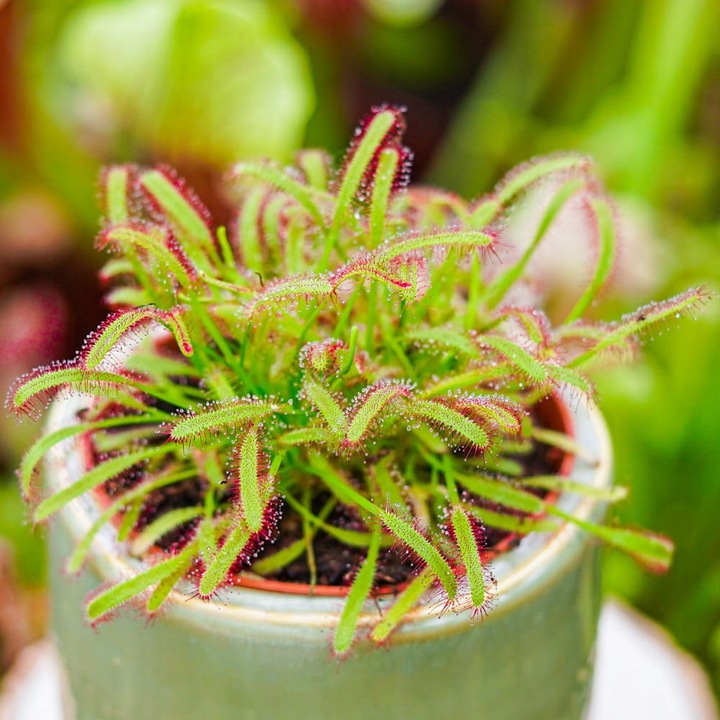 Drosera capensis ROSICZKA PRZYLĄDKOWA
