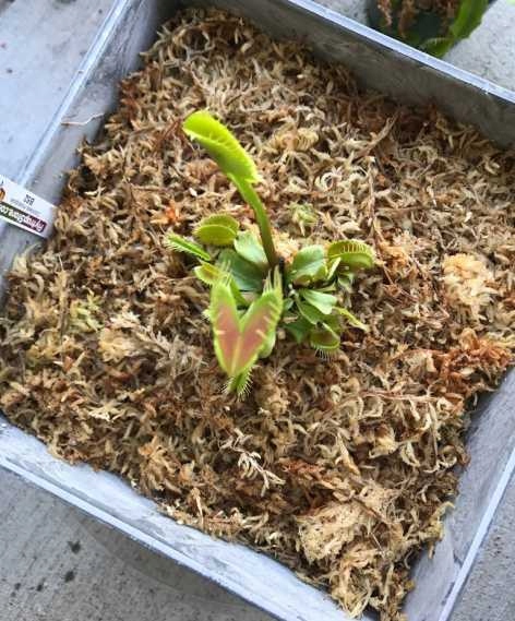 Podłoże do storczyka 100g Spagmoss sphagnum mech torfowiec