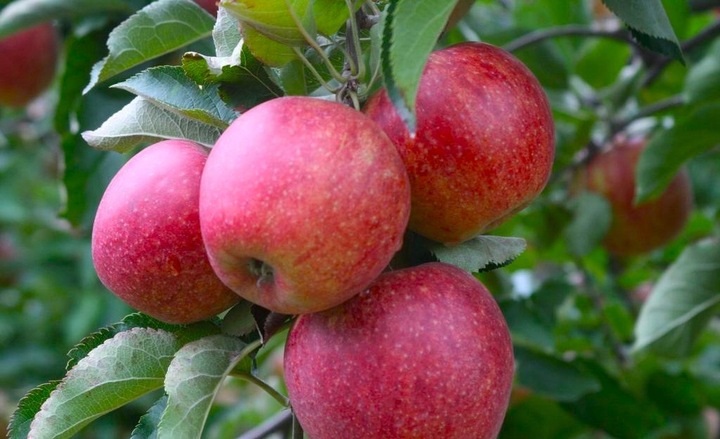 Jabłoń JONAGOLD odmiana ŁATWA W UPRAWIE o BARDZO DUŻYCH i smacznych