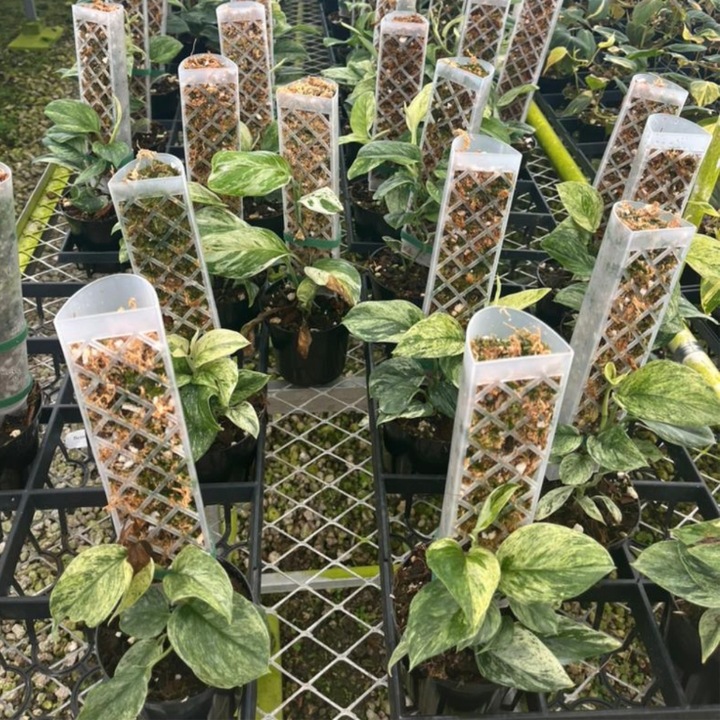 Podpora do roślin pnączy do mchu Sphagnum Palik Tyczka Do Monstery 50