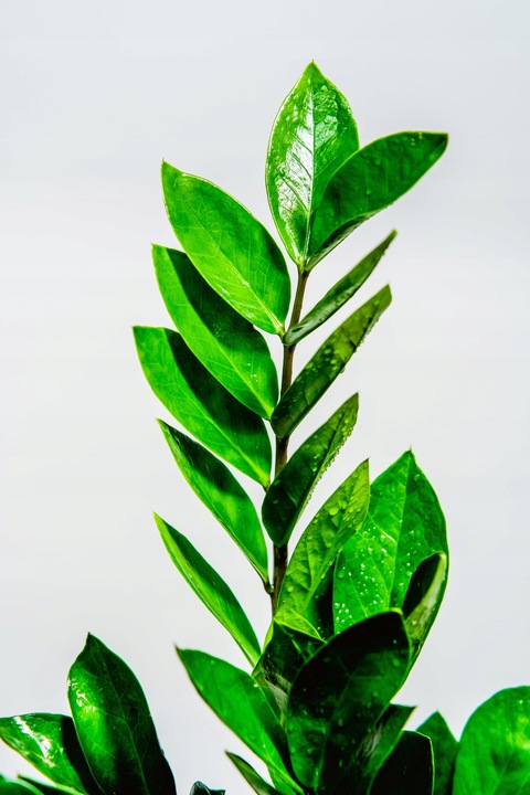 Zamiokulkas Zamiolistny ŻELAZNA ROŚLINA Zamia Ładna Duża Zdrowa