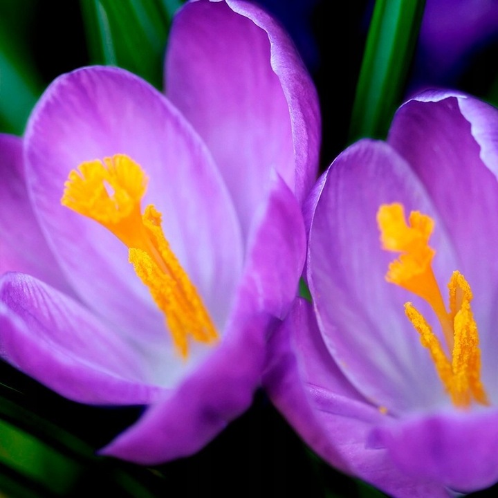 Perfumy damskie YODEYMA Boreal 15 ML