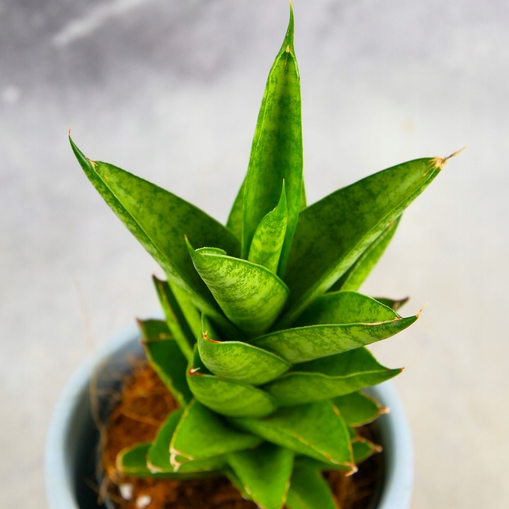 Sansevieria ''Starshooter'' Ø8cm kolekcjonerska niezniszczalna