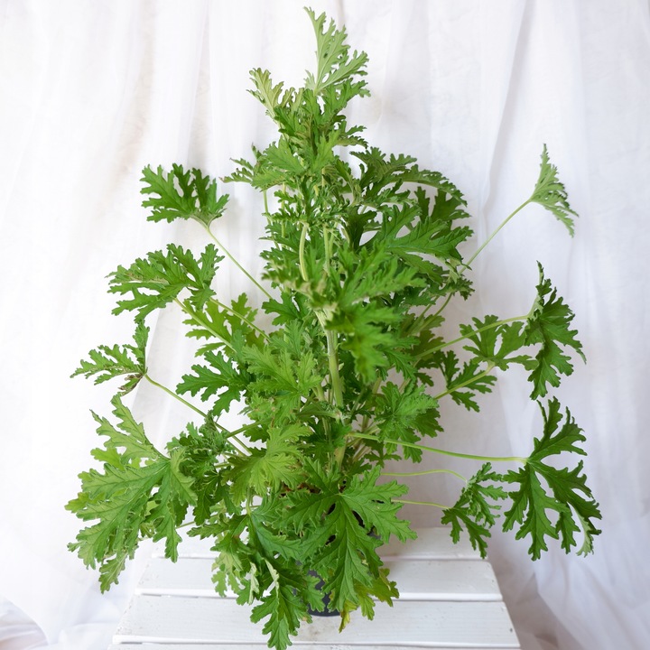GERANIUM ANGINKA ROŚLINA LECZNICZA gęsta XL don.Ø13cm