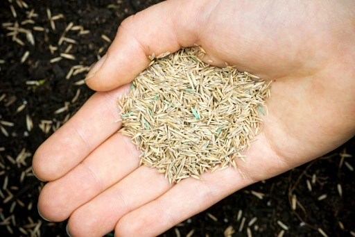 TRAWA MIESZANKA TRAWY z mikrokoniczyną koniczyna 2kg TRAWNIK SAMONAWOŻĄCY