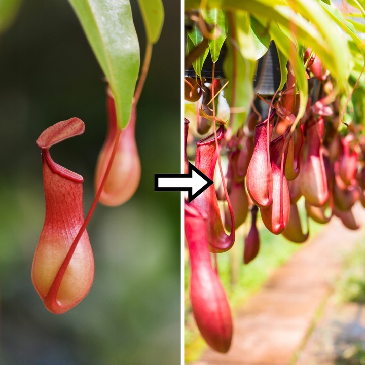 Specjalistyczne Podłoże Ziemia Do DZBANECZNIKÓW Mix PREMIUM