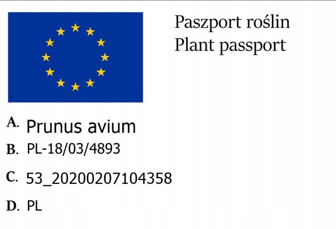 Czereśnia UKRAIŃSKA / GIGANTYCZNE OWOCE słodka i smaczna PIERWSZY