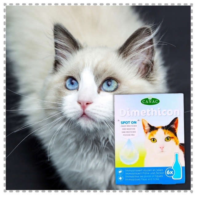 PREPARAT PRZECIW PCHŁOM I KLESZCZOM DLA KOTÓW NA KROPLE PCHŁY I KLESZCZE