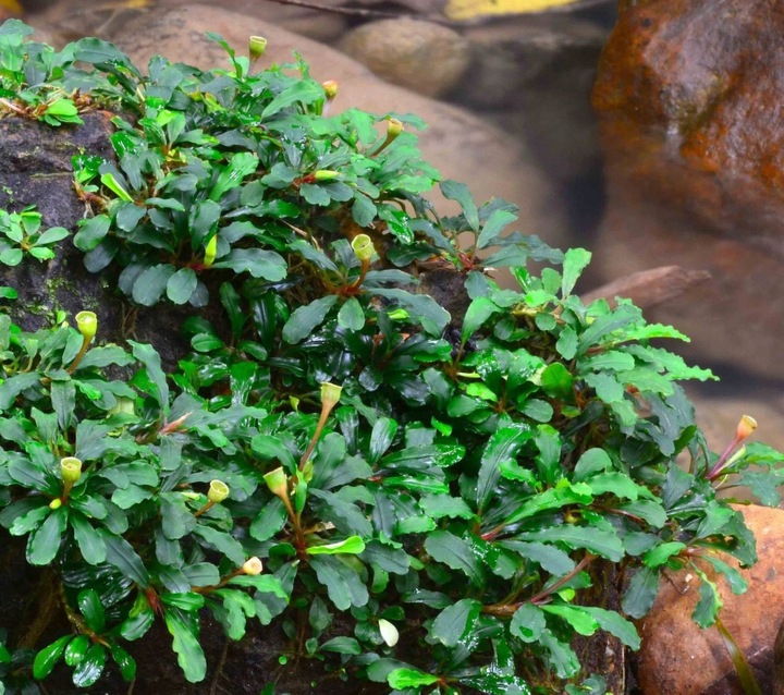 Bucephalandra sintang Koszyk Holandia Ø 5,5 cm