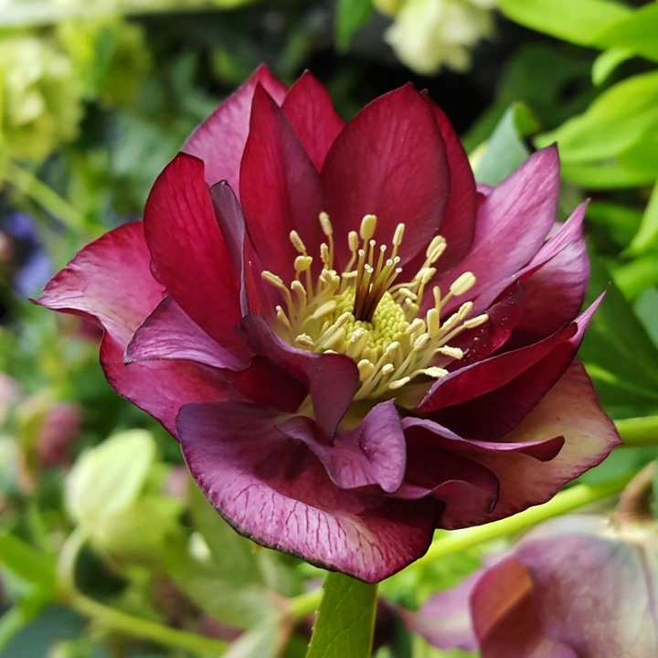 CIEMIERNIK DOUBLE ELLEN RED KWITNIE CAŁĄ ZIMĘ - SADZONKA P11/1 LITR