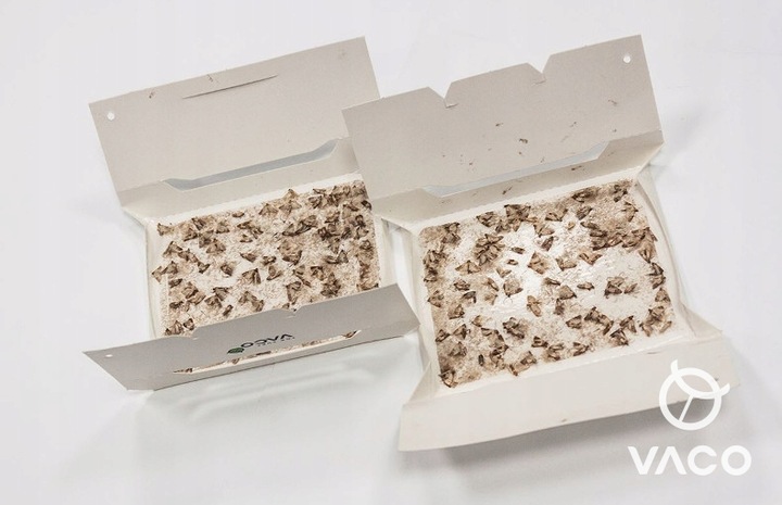 10x Silna Pułapka Na Mole Spożywcze Kuchenne Feromony Lep Na Mole