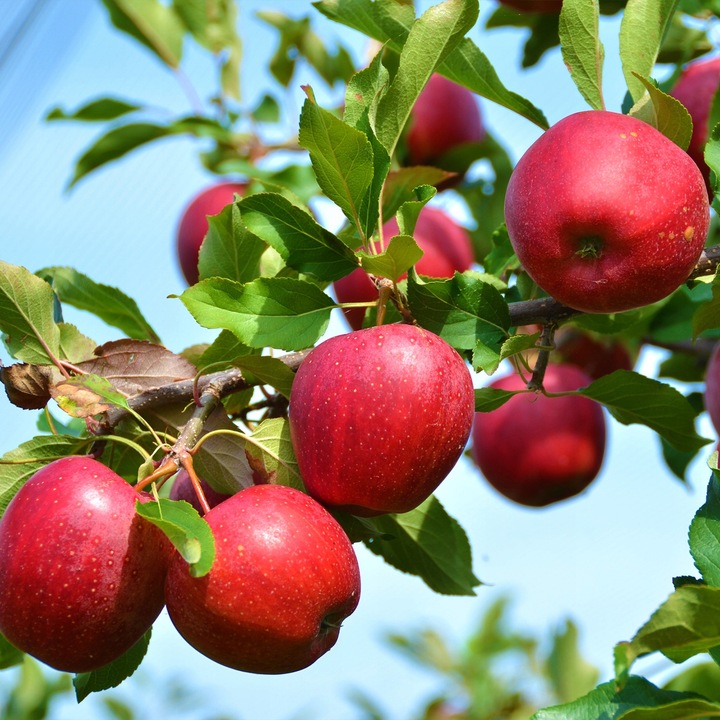 SADZONKI DRZEWKA OWOCOWE JABŁOŃ SZAMPION SŁODKA NAJLEPSZA I SOCZYSTA