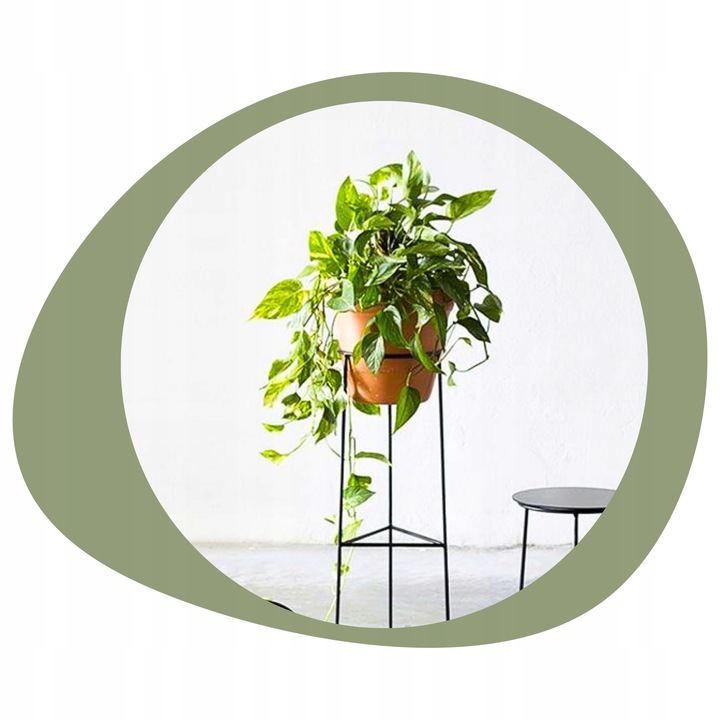 Epipremnum Aureum ZŁOCISTE Przebarwienia PNĄCZE Łatwa Uprawa Sercowate