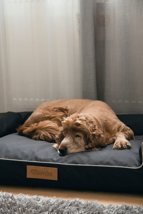 Legowisko dla psa duża kanapa posłanie XXL