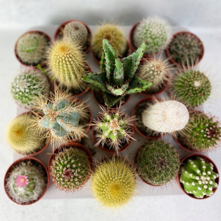 Kaktusy Zestaw Mix 6 Różnych Kaktusów Opuncja Kaktus Prezent Sukulent