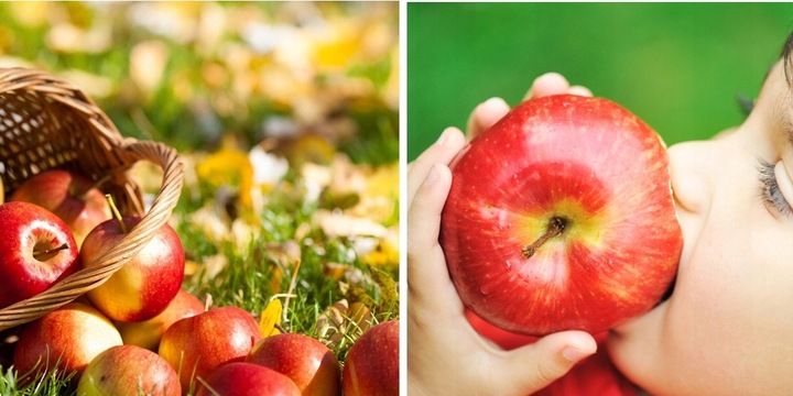 Jabłoń PIROS wczesna PRZEPYSZNA sierpniowa odmiana