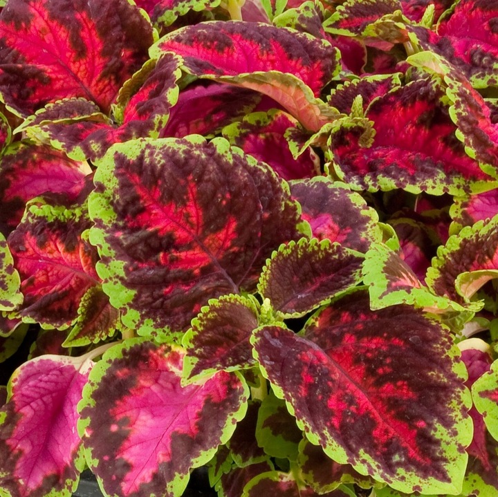 ZESTAW do uprawy na PREZENT Koleusy Pokrzywki "JUŻ WYSIANE" nasiona