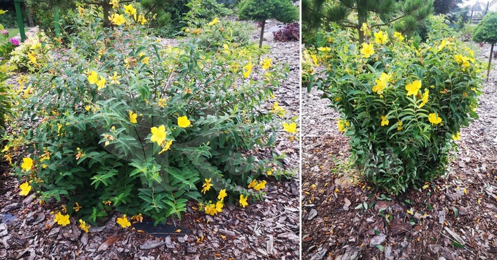 Podpora Obejma 20 szt Ring do Hortensji Roślin Kwiatów traw Obejmy Podpory