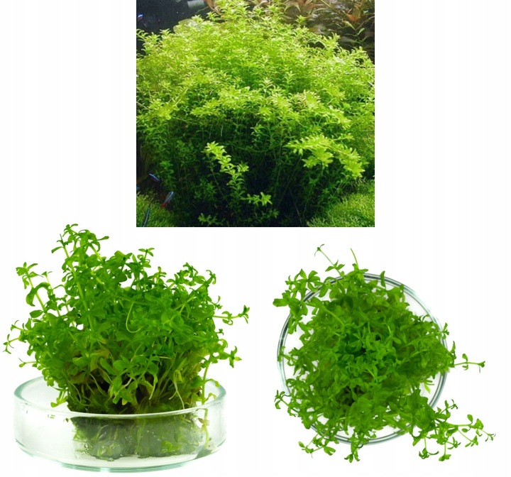 ZESTAW ROŚLIN środkowy plan środek ŁATWY ZESTAW ROŚLIN + gratis PĘSETA