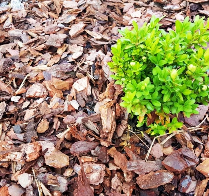 KORA SOSNOWA PRZESIEWANA SORTOWANA Dekoracja Pachnąca Lasem SUPER