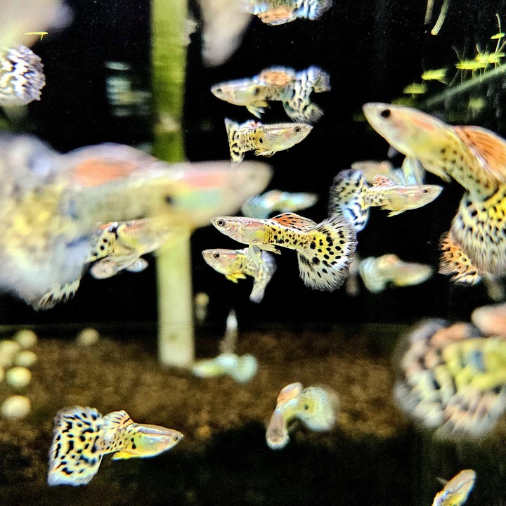 Gupik Mix samce i samice PAKIET 10 szt