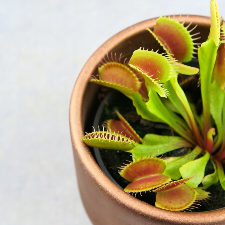 Muchołówka Dionaea Muscipula RED DRAGON OWADOŻERNA Zimoodporne