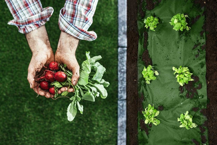 AGROWŁÓKNINA AGROTKANINA UV NA CHWASTY 1,6x100m + 100 SZPILEK