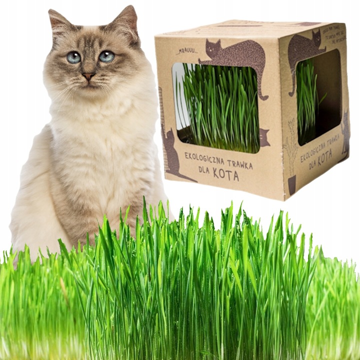Ekologiczna trawa dla kotów koci przysmak trawka wyrośnięta świeża trawka