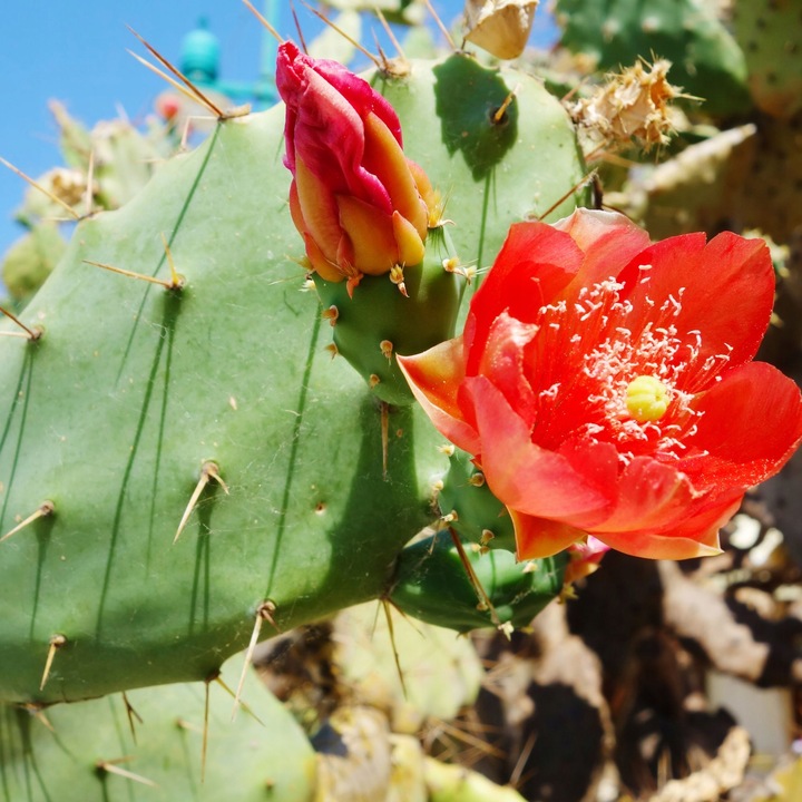 Olej z opuncji figowej 100% naturalny na zmarszczki pielęgnacja twarzy 30ml