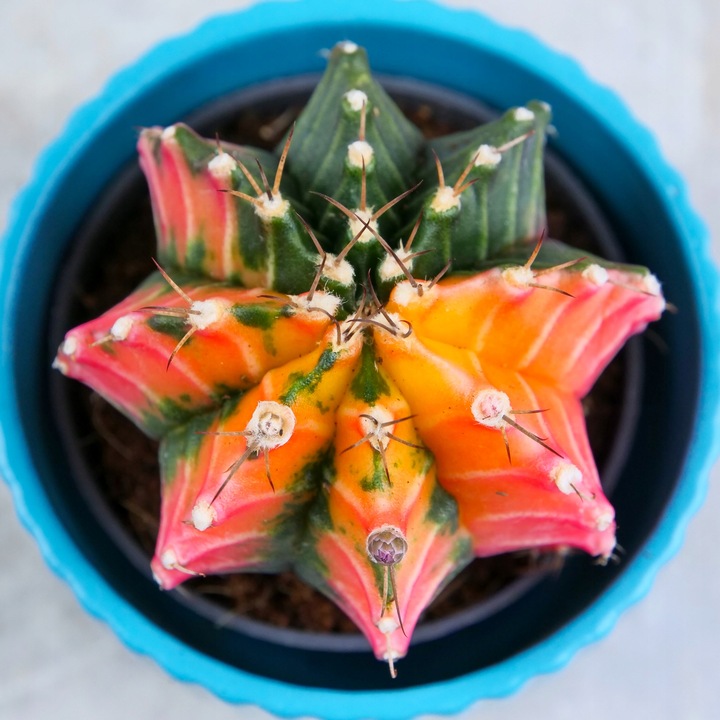 KOLOROWY KAKTUS Gymnocalycium mihanovichii Variegata NA KAŻDĄ OKAZJĘ