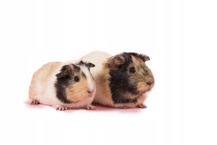 VL-Cavia Complete 1,75kg - dla świnki morskiej