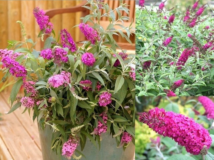 BUDLEJA TRÓJKOLOROWA ZESTAW 3 SADZONEK - MIODODAJNY MOTYLI KRZEW