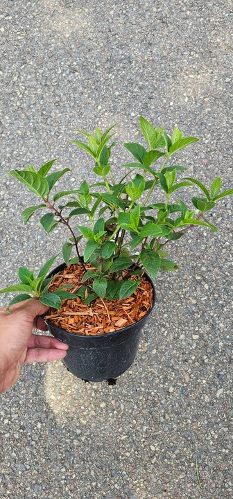 HORTENSJA bukietowa FRAISE MELBA INTENSYWNA CZERWIEŃ DUŻA XXL sadz. C2