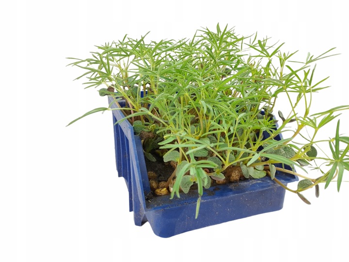 Łubin wąskolistny 25kg GORZKI