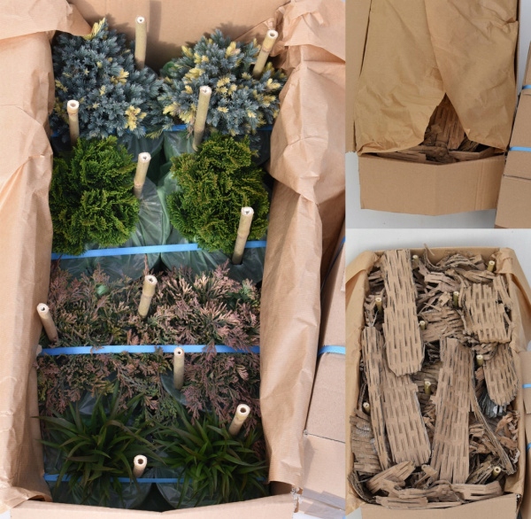 Klon Palmowy ATROPURPUREUM Sadzonka 1L