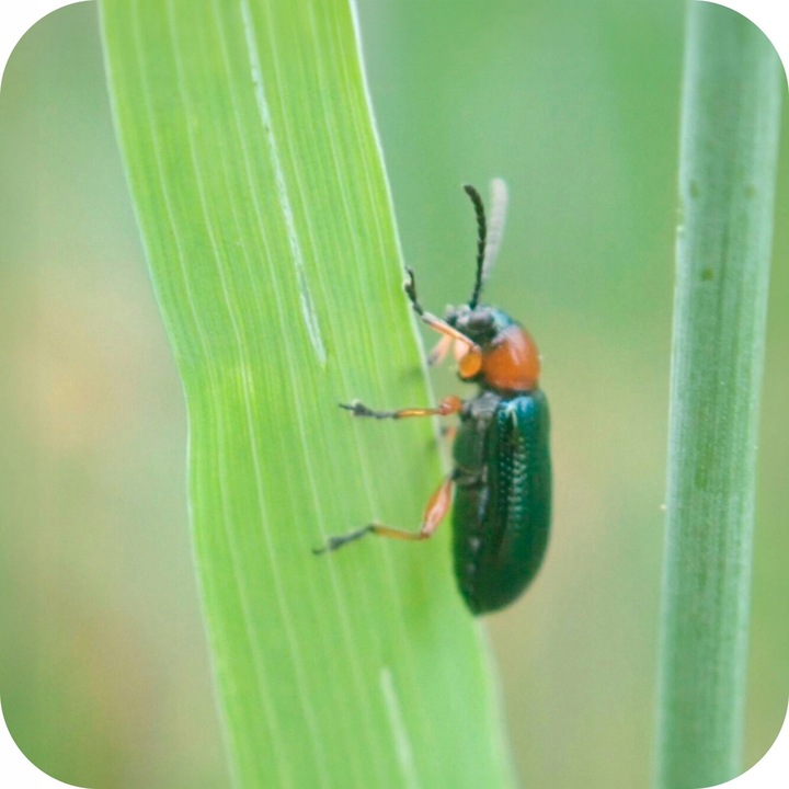 ŚRODEK PREPARAT NA MSZYCE CYPERKILL MAX 500 EC 250ML OWADOBÓJCZY DO