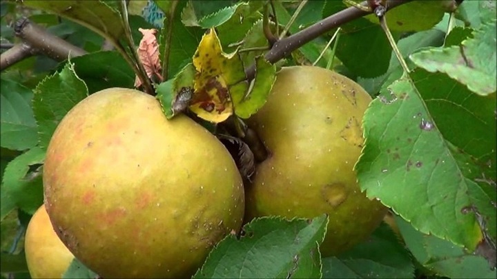 Jabłoń SZARA RENETA stara odmiana WYŚMIENITA na szarlotkę i przetwory