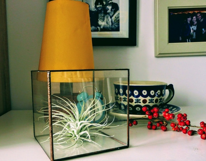 TILLANDSIA, OPLĄTWA X 6 SZT, NA START ! airplant