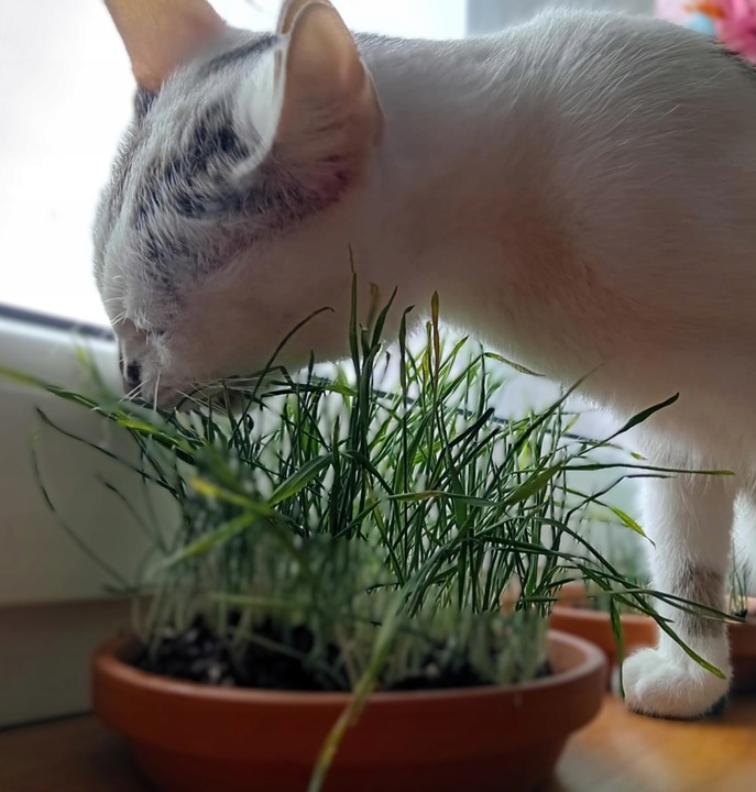 KROPLE NA KLESZCZE I PCHŁY DLA KOTA ZESTAW 6 SZTUK DAWEK PRZECIW KLESZCZOM