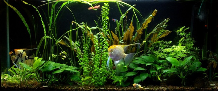 Świetlówka LED 5630 akwarium 70cm I SLIM