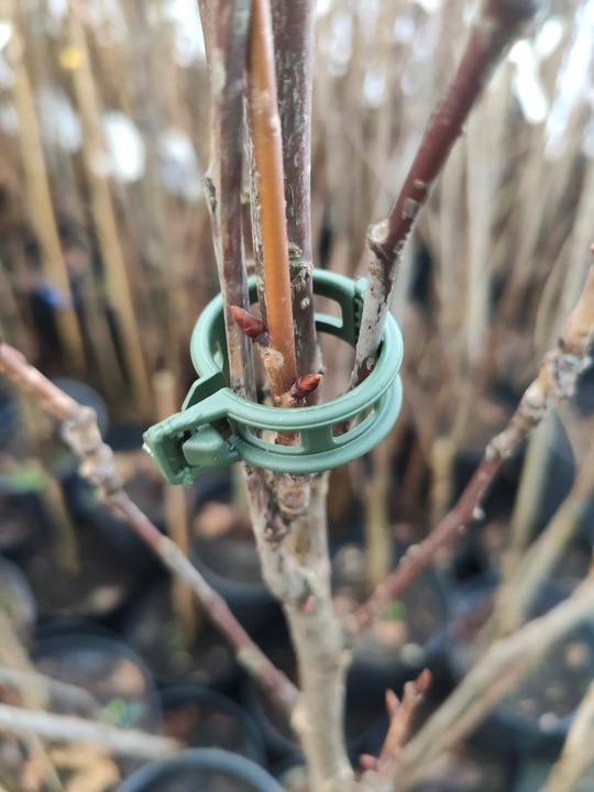 Klipsy do POMIDORÓW Zapinki FASOLI Spinki Pędów Łodyg Uchwyt MOCNE 1000 szt