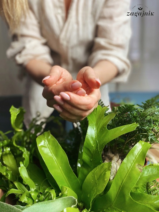 Zamiokulkas prosta w uprawie Zamikulkas 30cm