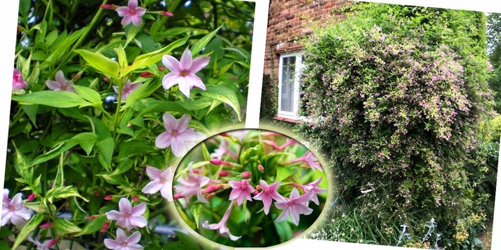 JAŚMIN STEFANA - CUDOWNIE PACHNĄCE PNĄCZE - 3 LETNIA SADZONKA 40-50CM