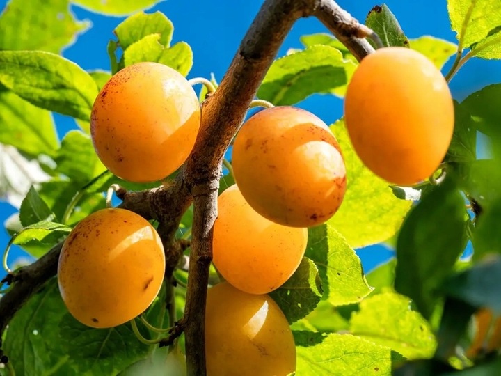 Śliwa RENKLODA ULENA polecana ODMIANA SAMOPYLNA duże PYSZNE DUŻE OWOCE