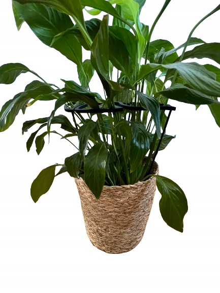 Podpórki do roślin kwiatów podpórka podpora obręcz RING MONSTERA M 33cm