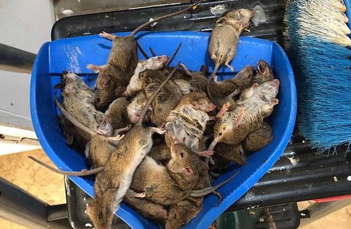 Trutka na myszy szczury TOXAN w płynie 1L