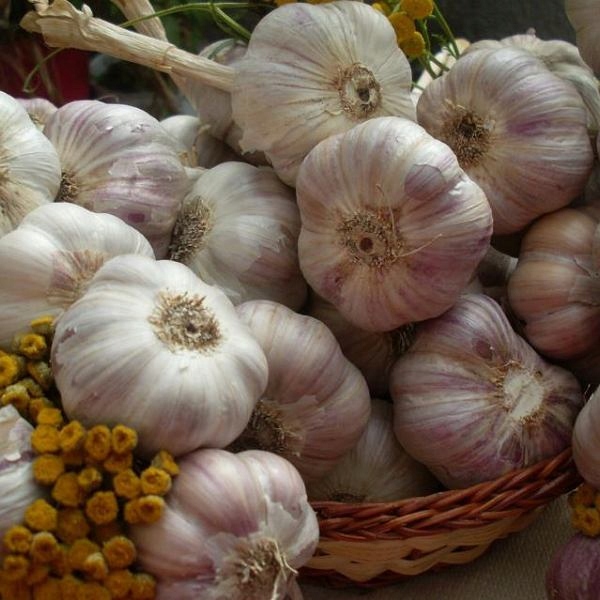 Czosnek zimowy Harnaś Polski 1kg MEGA KALIBER