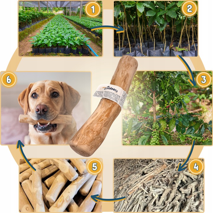 PATYK Z DRZEWA KAWOWEGO M NATURALNY KAWOWY GRYZAK DLA PSA WYTRZYMAŁY ŚREDNI